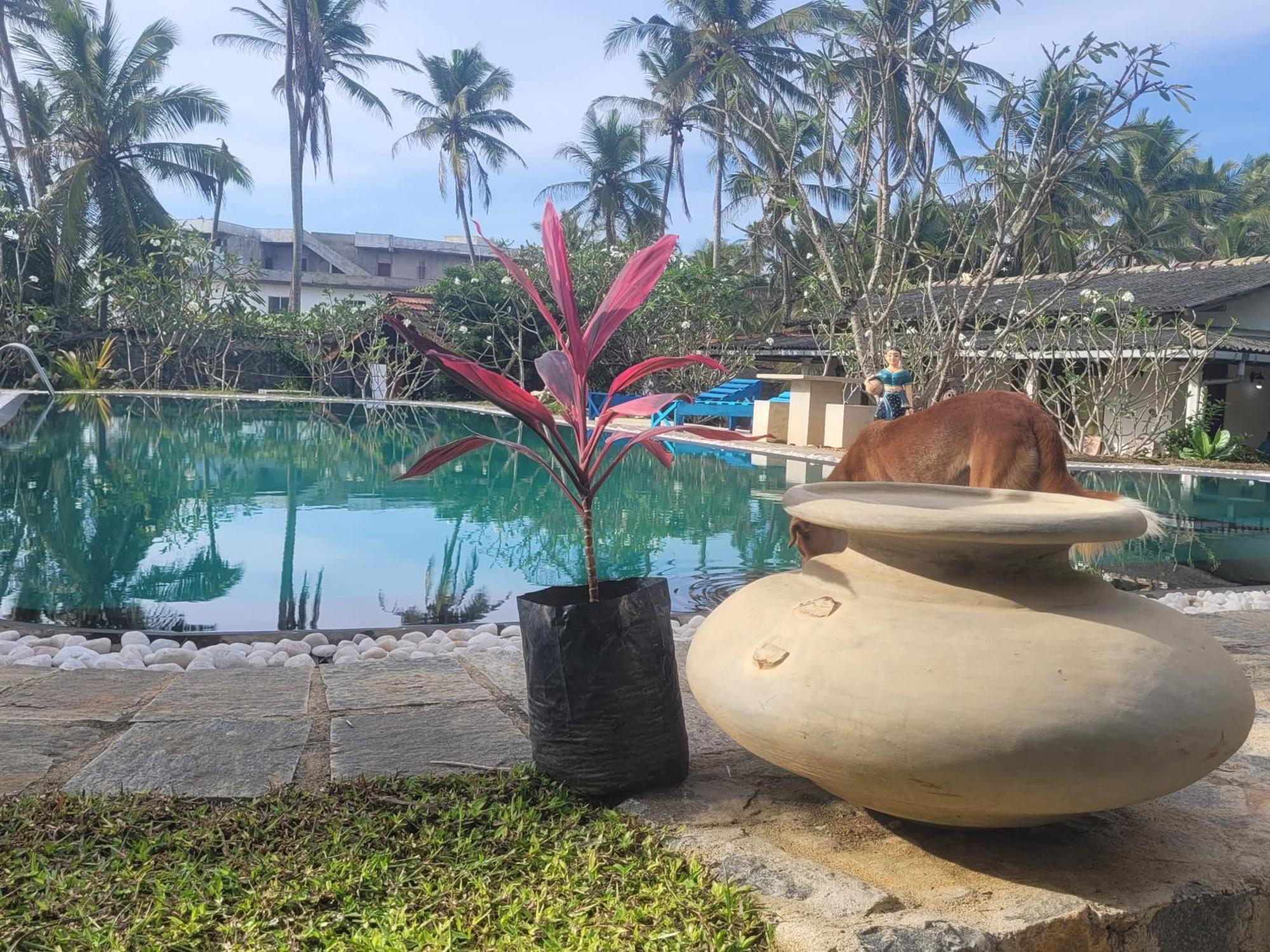 Dreamvillage Dodanduwa Bagian luar foto